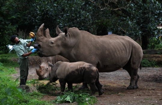 Melihat Anak Badak Putih yang Lahir di Taman Safari Indonesia