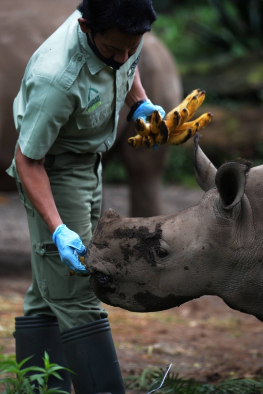 Melihat Anak Badak Putih yang Lahir di Taman Safari Indonesia