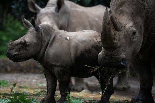 Melihat Anak Badak Putih yang Lahir di Taman Safari Indonesia