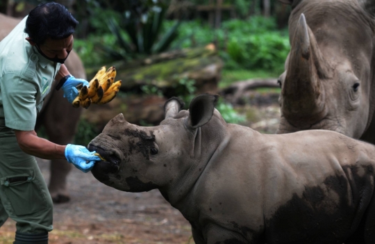 Melihat Anak Badak Putih yang Lahir di Taman Safari Indonesia