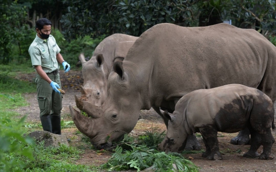 Melihat Anak Badak Putih yang Lahir di Taman Safari Indonesia