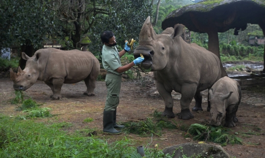 Melihat Anak Badak Putih yang Lahir di Taman Safari Indonesia