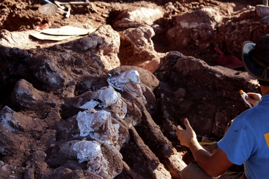 Penemuan Fosil Dinosaurus Raksasa Berusia 98 Juta Tahun