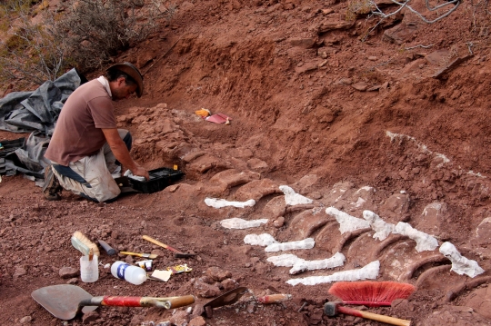 Penemuan Fosil Dinosaurus Raksasa Berusia 98 Juta Tahun