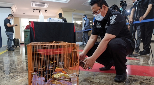 Polda Metro Tangkap Pelaku Perdagangan Satwa Langka