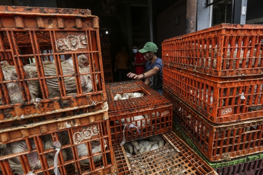 Harga Ayam Potong Tetap Stabil