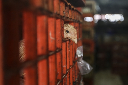 Harga Ayam Potong Tetap Stabil