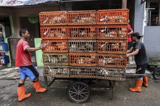 Harga Ayam Potong Tetap Stabil