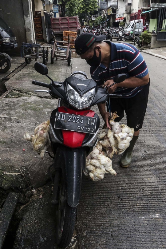 Harga Ayam Potong Tetap Stabil