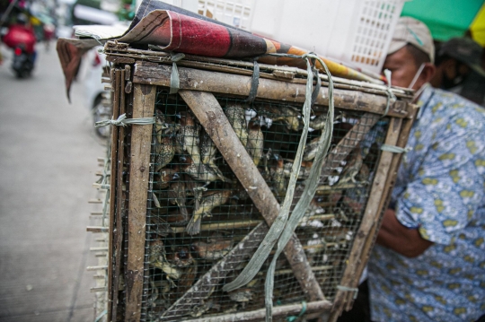 Jelang Imlek, Penjualan Burung Pipit Sepi