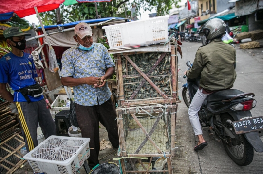 Jelang Imlek, Penjualan Burung Pipit Sepi