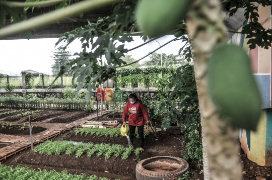 Menyulap Kolong Flyover Jadi Taman Sayur