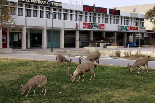 Lockdown, Jalanan di Israel Dikuasai Kawanan Kambing Gurun