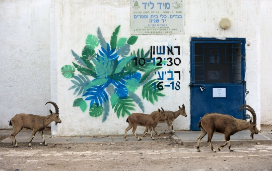 Lockdown, Jalanan di Israel Dikuasai Kawanan Kambing Gurun