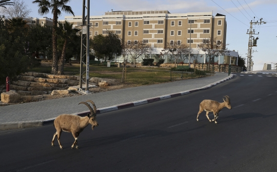 Lockdown, Jalanan di Israel Dikuasai Kawanan Kambing Gurun