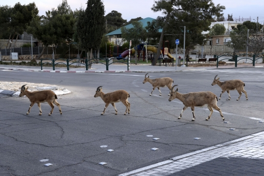 Lockdown, Jalanan di Israel Dikuasai Kawanan Kambing Gurun