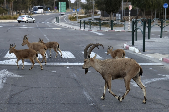 Lockdown, Jalanan di Israel Dikuasai Kawanan Kambing Gurun