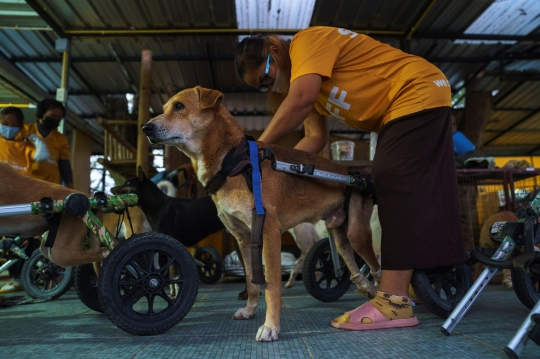 Menyedihkan, Penampungan Anjing Cacat di Thailand Terancam Tutup Akibat Pandemi