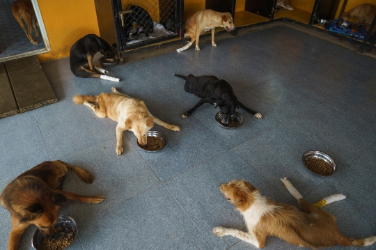 Menyedihkan, Penampungan Anjing Cacat di Thailand Terancam Tutup Akibat Pandemi