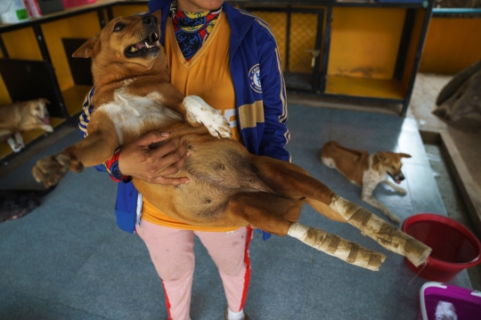 Menyedihkan, Penampungan Anjing Cacat di Thailand Terancam Tutup Akibat Pandemi