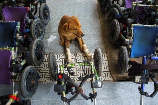 Menyedihkan, Penampungan Anjing Cacat di Thailand Terancam Tutup Akibat Pandemi