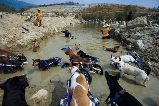 Menyedihkan, Penampungan Anjing Cacat di Thailand Terancam Tutup Akibat Pandemi