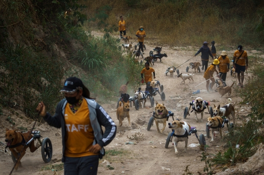 Menyedihkan, Penampungan Anjing Cacat di Thailand Terancam Tutup Akibat Pandemi