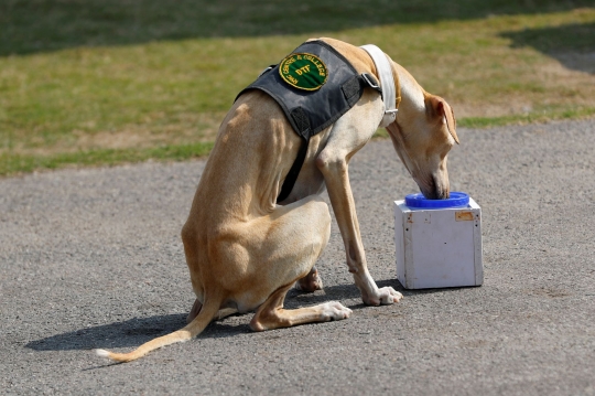 Aksi Anjing Militer India Deteksi Corona Lewat Urin