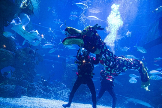Atraksi Liong Dalam Air Semarakkan Imlek di Jakarta Aquarium Safari