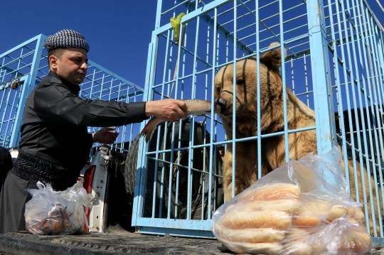 Kepanikan Orang-Orang Dikejar Beruang yang Dilepasliarkan di Irak