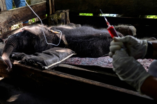 Penyelamatan Anak Gajah yang Terjebak Lumpur di Pidie