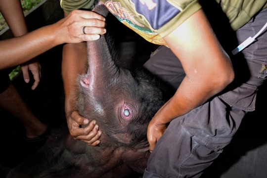 Penyelamatan Anak Gajah yang Terjebak Lumpur di Pidie