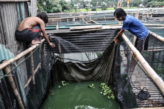 Melawan Covid-19 dengan Budi Daya Lele di Situ Rawa Badung