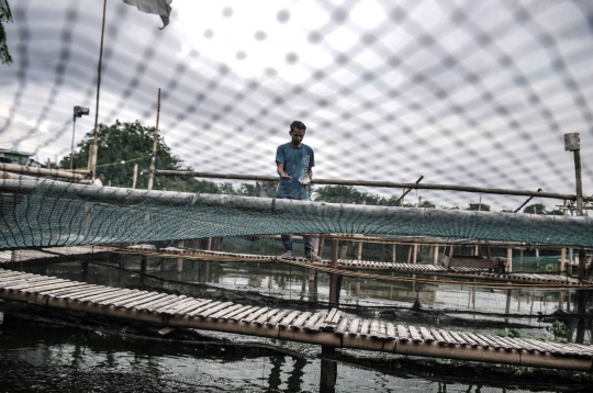 Melawan Covid-19 dengan Budi Daya Lele di Situ Rawa Badung