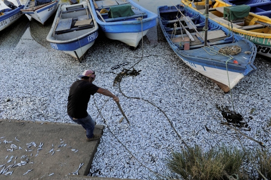 Kekurangan Oksigen, Ribuan Ikan Sarden Mati Terdampar di Tepi Sungai