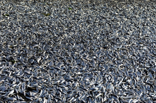 Kekurangan Oksigen, Ribuan Ikan Sarden Mati Terdampar di Tepi Sungai