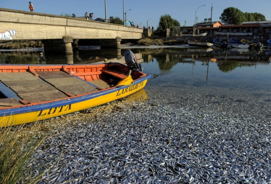Kekurangan Oksigen, Ribuan Ikan Sarden Mati Terdampar di Tepi Sungai