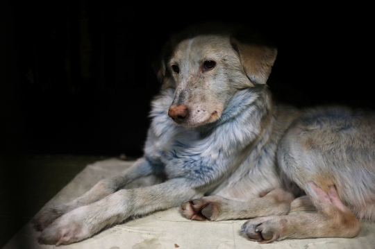 Ini Wujud Anjing Berbulu Biru yang Gegerkan Rusia