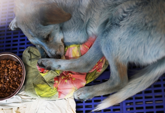 Ini Wujud Anjing Berbulu Biru yang Gegerkan Rusia