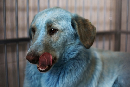 Ini Wujud Anjing Berbulu Biru yang Gegerkan Rusia