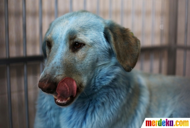 Foto Ini Wujud Anjing Berbulu Biru Yang Gegerkan Rusia Merdeka Com