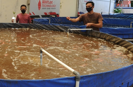 Petani Ikan Nila Biflok Kembali Tingkatkan Produksi