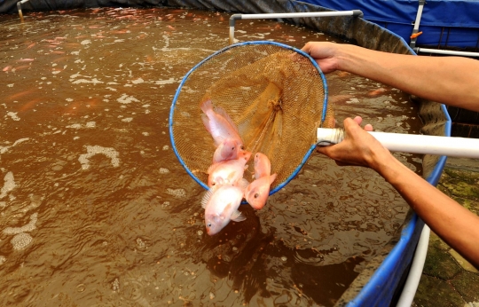 Petani Ikan Nila Biflok Kembali Tingkatkan Produksi