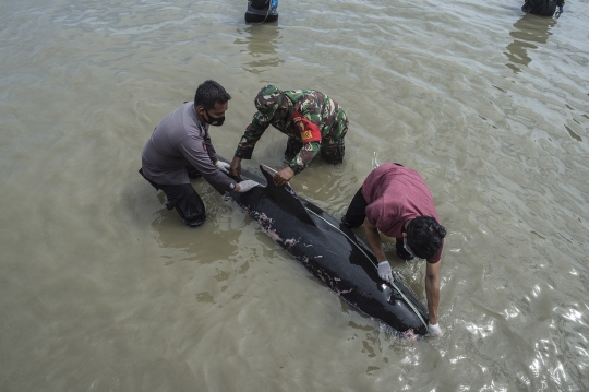 Penampakan 49 Paus Pilot Mati Terdampar di Bangkalan