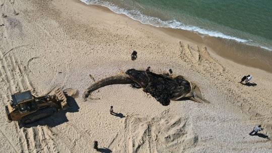 Paus Sirip 17 Meter Terdampar di Pantai Israel
