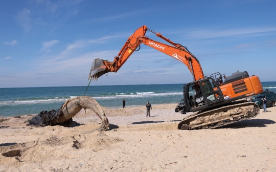 Paus Sirip 17 Meter Terdampar di Pantai Israel