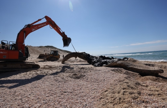 Paus Sirip 17 Meter Terdampar di Pantai Israel