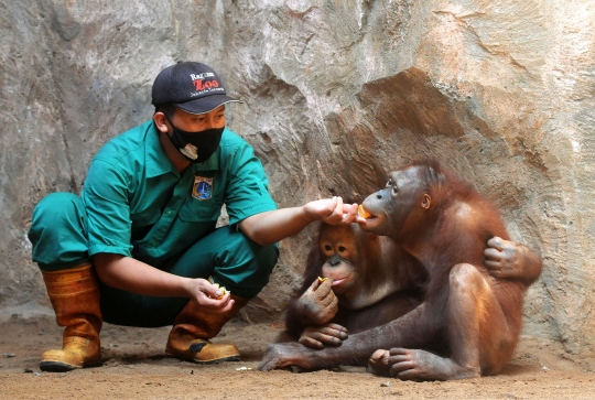 Tingkah Lucu Orangutan dan Gajah di Ragunan Kala Pandemi