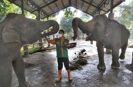 Tingkah Lucu Orangutan dan Gajah di Ragunan Kala Pandemi