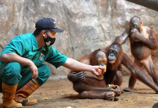 Tingkah Lucu Orangutan dan Gajah di Ragunan Kala Pandemi